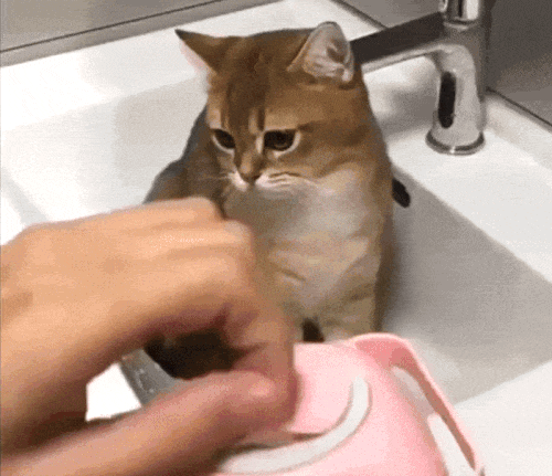 pet shampoo brush​